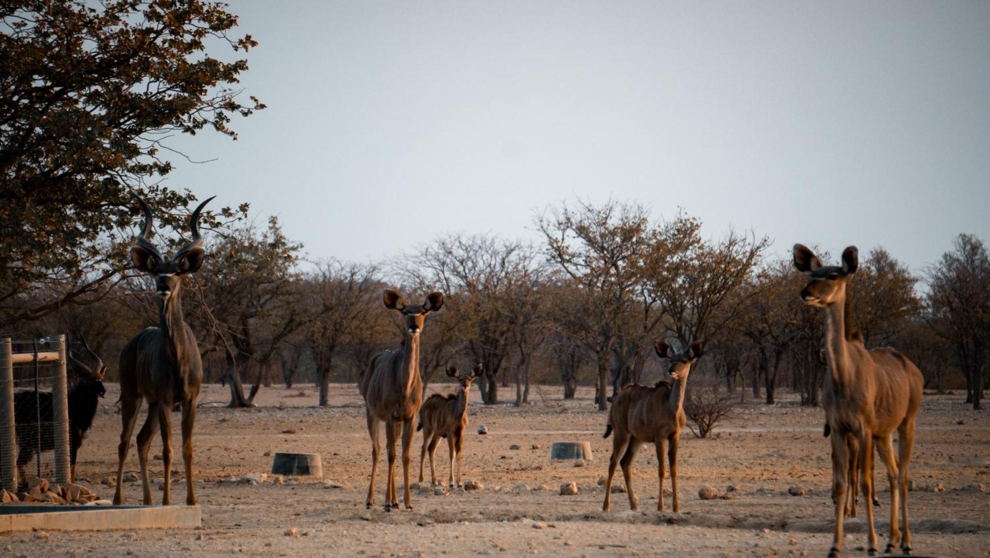 Ugab Game Farm & Lodge Vingerklip Bagian luar foto